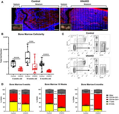 Deletion of Vhl in Dmp1-Expressing Cells Causes Microenvironmental Impairment of B Cell Lymphopoiesis